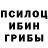 Галлюциногенные грибы Psilocybine cubensis Adilinay#8717